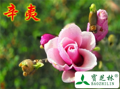辛夷的功效与作用