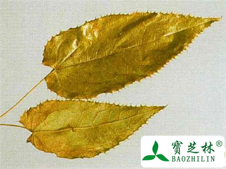 中药淫羊藿图片与鉴别方法