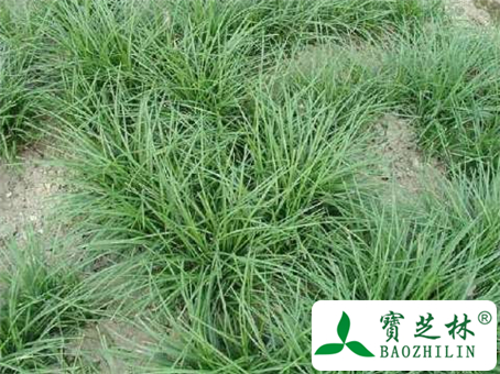 麦冬泡水喝有哪些功效和副作用