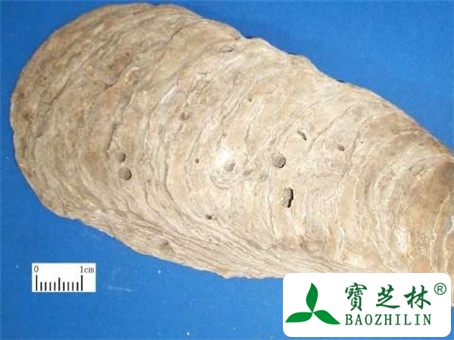 牡蛎的功效与作用