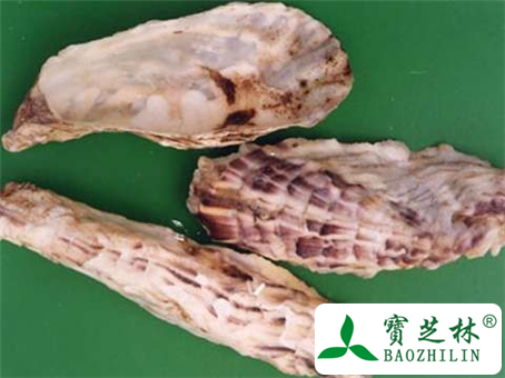 牡蛎是什么?牡蛎怎么吃及其作用功效有哪些