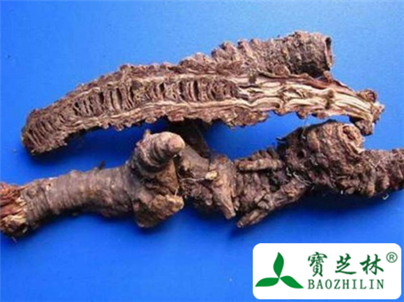 羌活的简介图片和鉴别方法