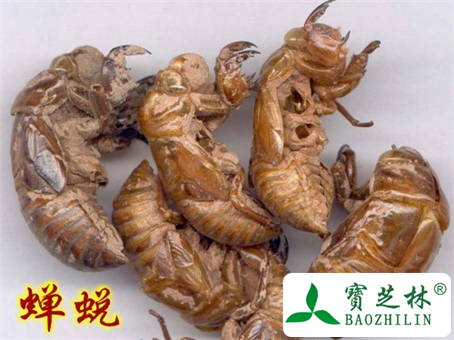 蝉蜕的功效与作用