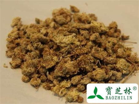 白菊花的功效与作用