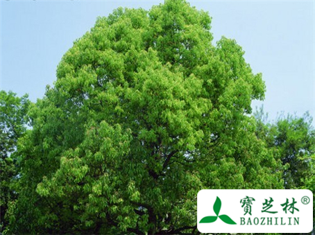 樟脑的简介图片和鉴别方法