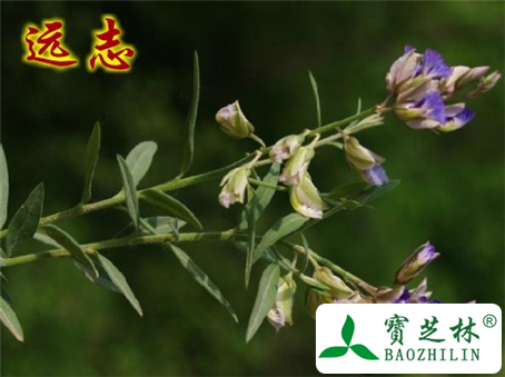 远志的功效与作用