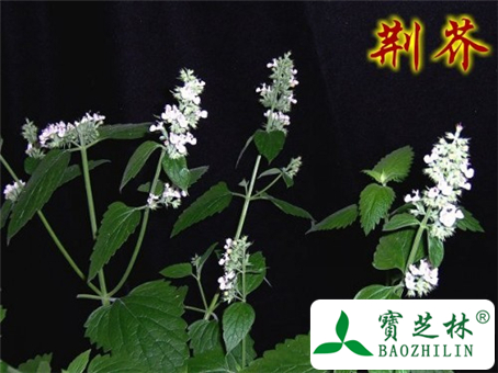 荆芥的功效与作用