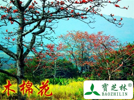 木棉花的功效与作用
