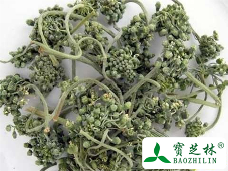 人参花的功效与作用