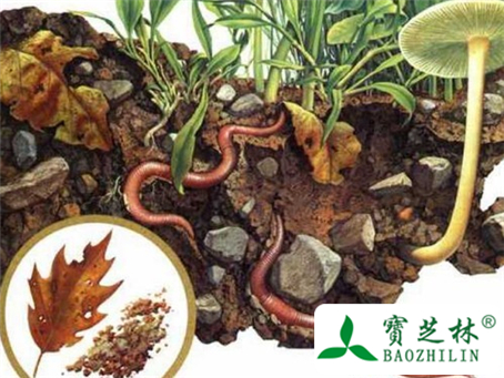 地龙的简介图片和鉴别方法
