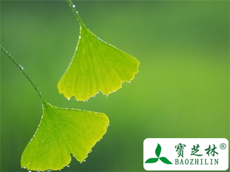 银杏叶图片及鉴别方法