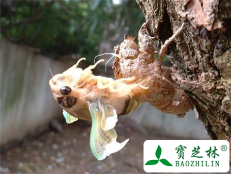 蝉蜕的图片与鉴别方法