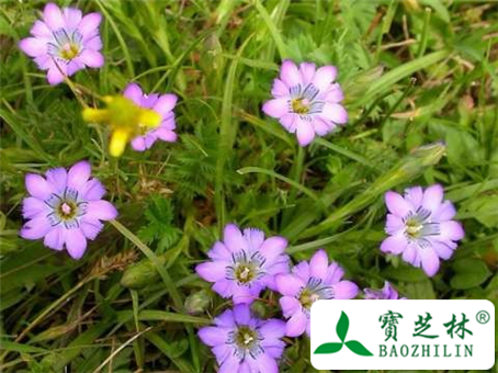 龙胆草图片及鉴别方法