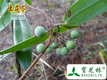 土茯苓与茯苓的区别及土茯苓煲汤怎么做,有什么功效作用