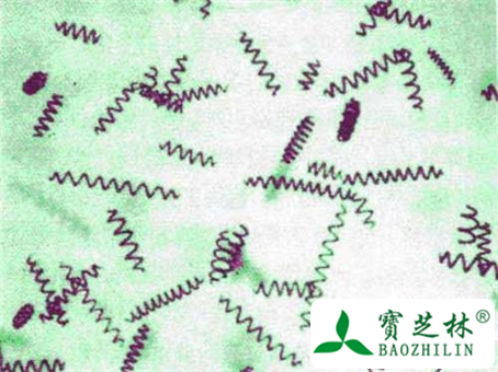 螺旋藻的图片与鉴别方法