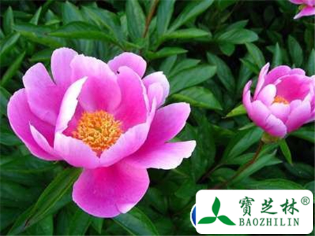 赤芍图片及鉴别方法