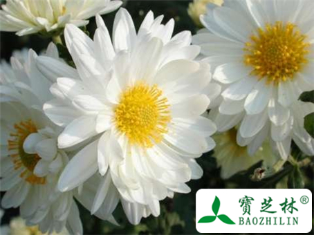 白菊花图片及鉴别方法