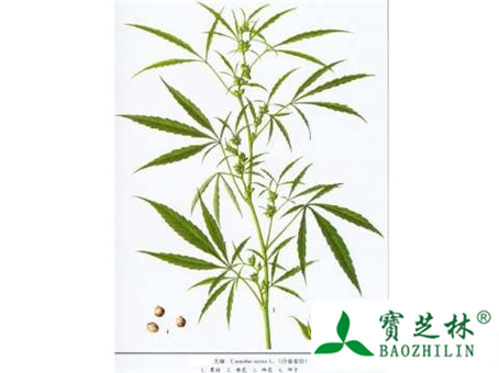 火麻仁图片及鉴别方法