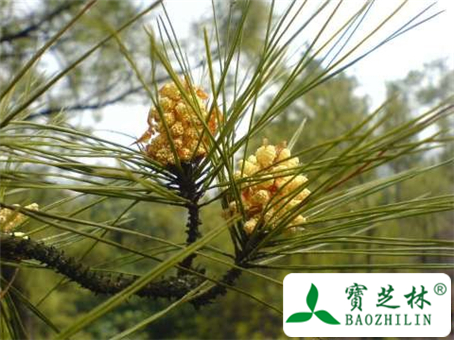 松花粉是什么及松花粉的副作用有哪些