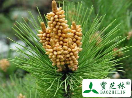 松花粉图片及鉴别方法
