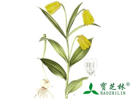 川贝图片及怎么鉴别
