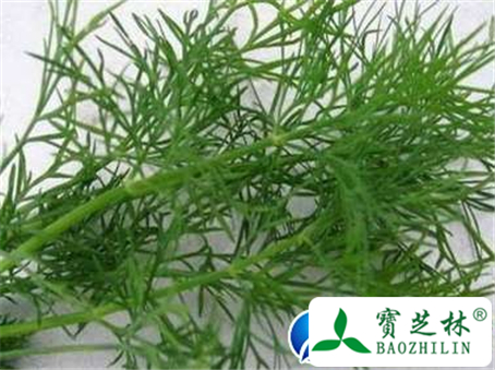 小茴香是什么?小茴香图片及小茴香鉴别