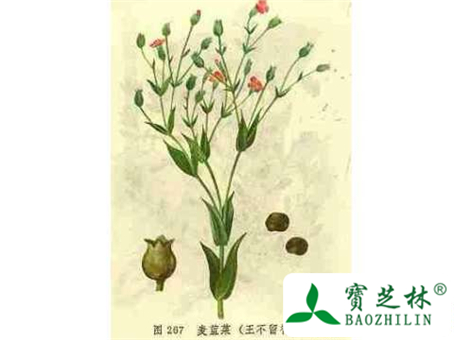 王不留行图片及怎么辨别