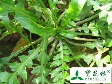 荠菜图片与荠菜的鉴别