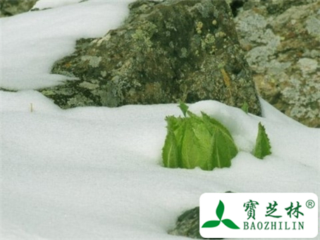 雪莲花图片及鉴别方法