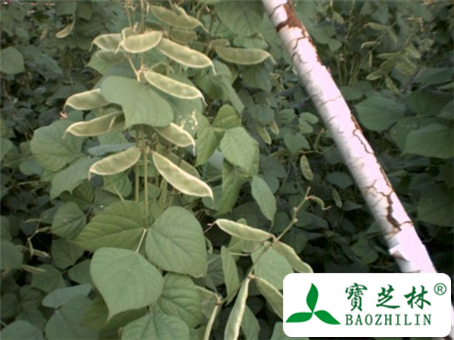 白扁豆的图片与鉴别方法
