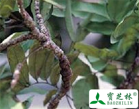 紫草茸的功效与作用及食用方法图片