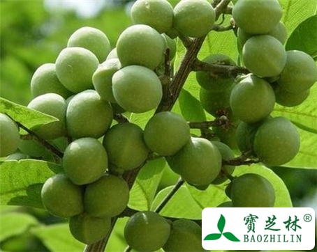 无患子的功效与作用及食用方法图片