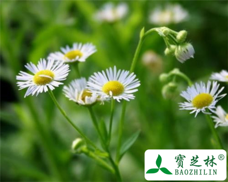 千里光的功效与作用及食用方法图片