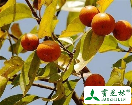 马钱子的功效与作用及食用方法图片