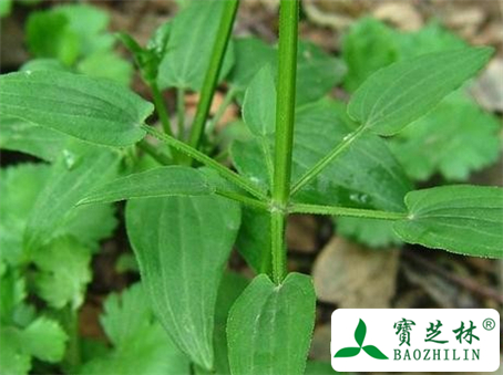 茜草的功效与作用及食用方法图片