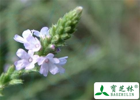 马鞭草的功效与作用及食用方法图片