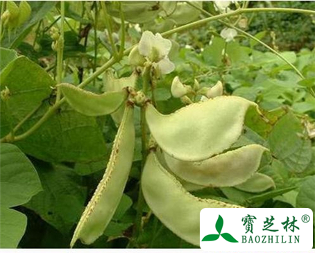 白扁豆的功效与作用及食用方法图片
