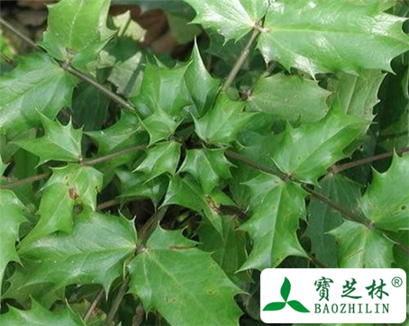 阔叶十大功劳的功效与作用及食用方法图片