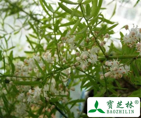 天冬的功效与作用及食用方法图片
