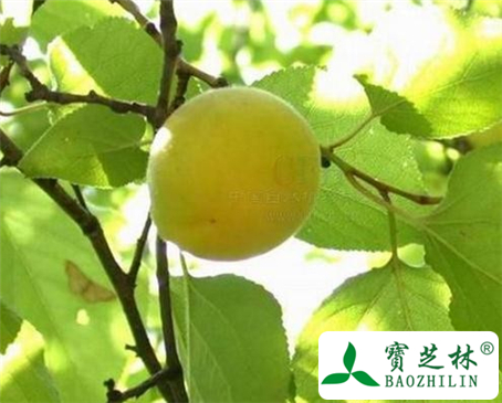苦杏仁的功效与作用及食用方法图片