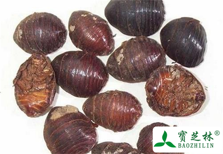 土鳖虫的功效与作用及食用方法图片