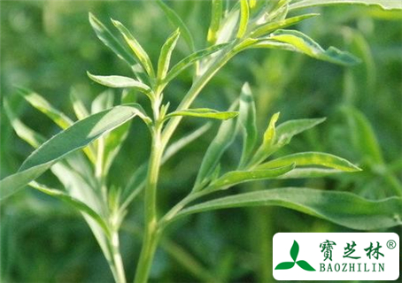 地肤子的功效与作用及食用方法图片