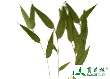 淡竹叶的功效与作用及食用方法图片