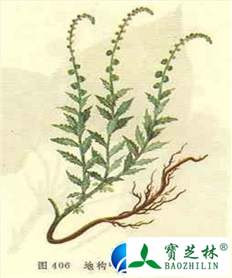 大透骨草的功效与作用及食用方法图片