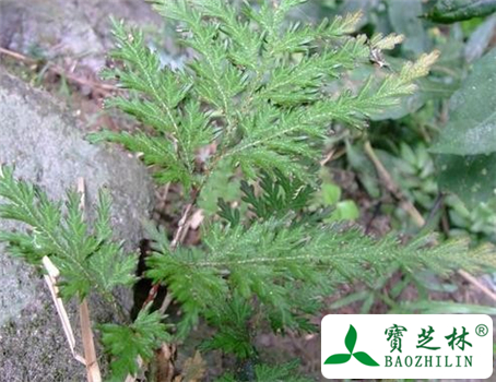 江南卷柏的功效与作用及食用方法图片
