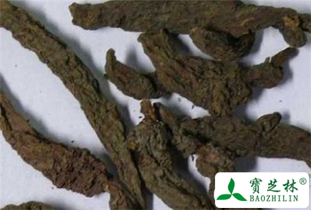 红大戟的功效与作用及食用方法图片