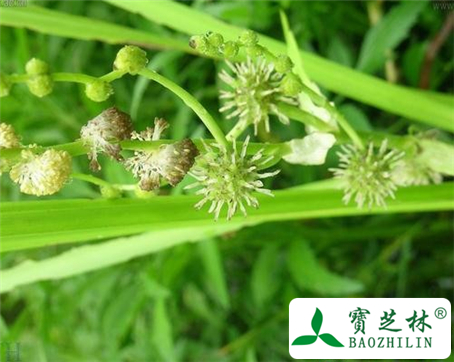 黑三棱的功效与作用及食用方法图片