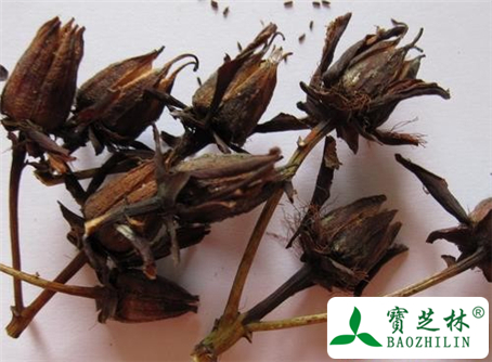 红旱莲的功效与作用及食用方法图片
