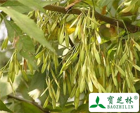 胡黄连的功效与作用及食用方法图片