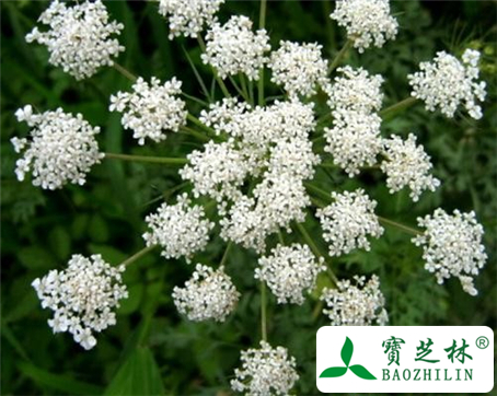 鹤虱的功效与作用及食用方法图片